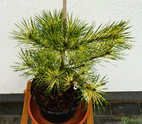 SOSNA GĘSTOKWIATOWA RAINBOW Pinus densiflora