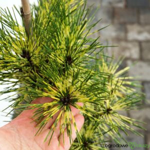SOSNA GĘSTOKWIATOWA RAINBOW Pinus densiflora