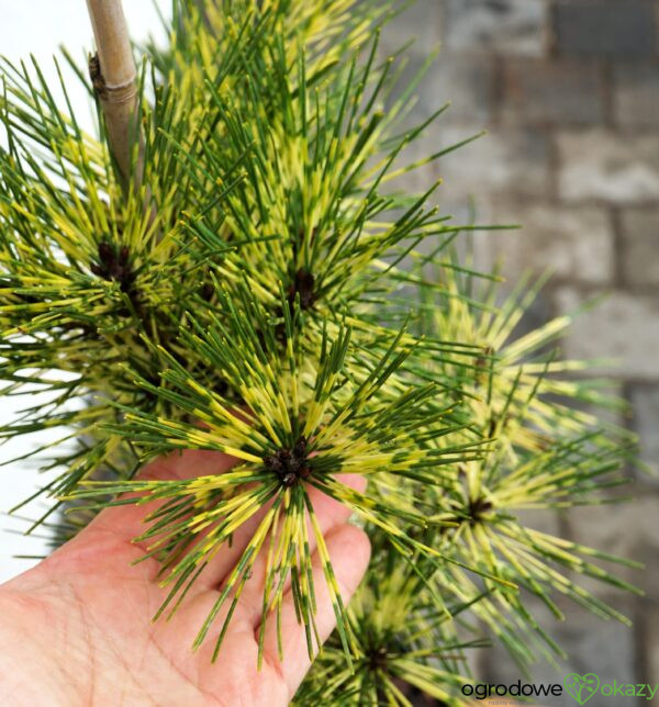 SOSNA GĘSTOKWIATOWA RAINBOW Pinus densiflora