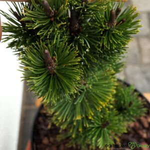 SOSNA GÓRSKA ANDRZEJ Pinus mugo