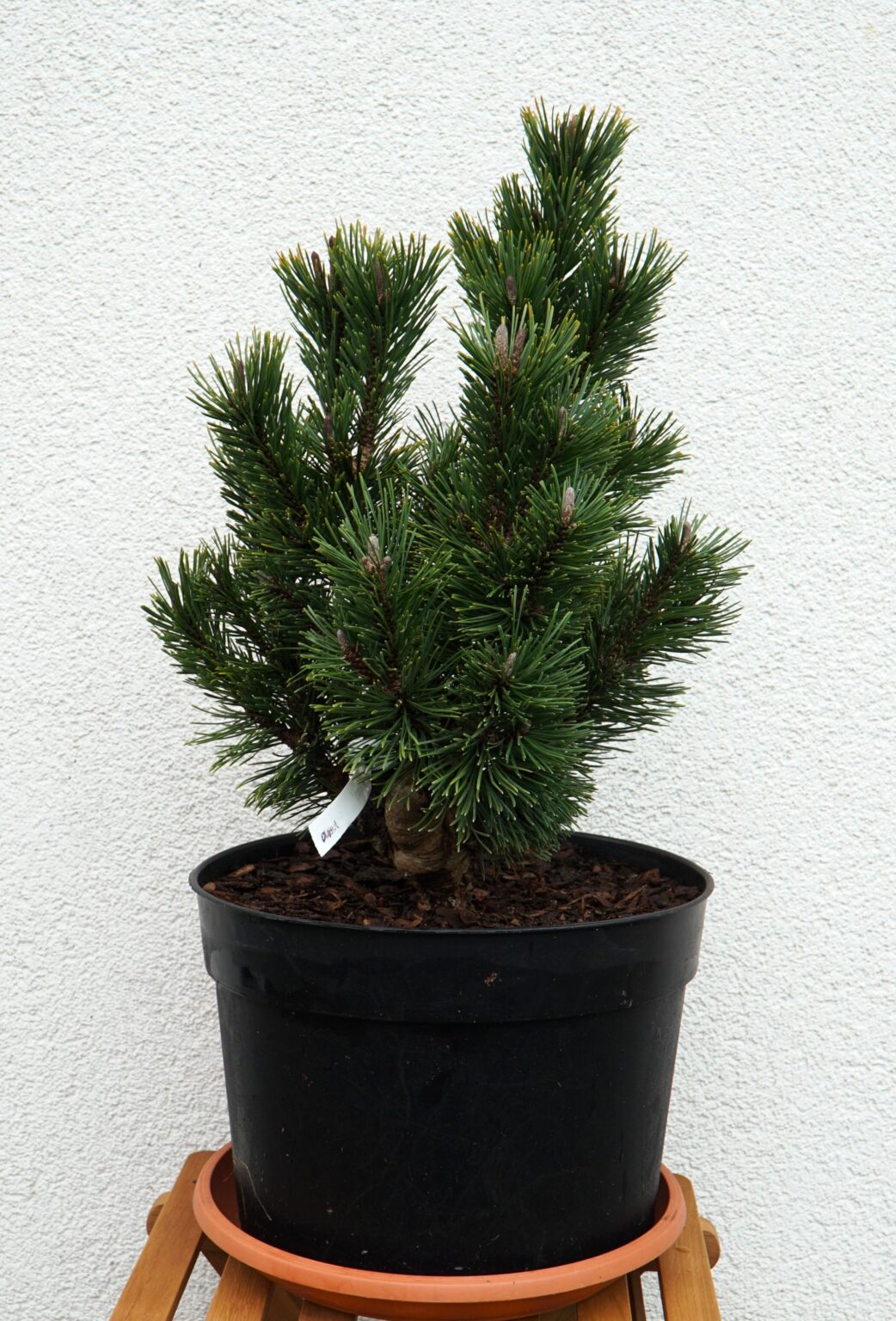 SOSNA GÓRSKA ANDRZEJ Pinus mugo