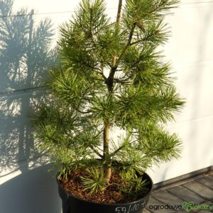 SOSNA POSPOLITA GOLD COIN Pinus sylvestris