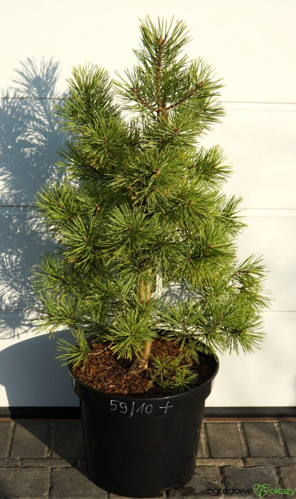 SOSNA POSPOLITA GOLD COIN Pinus sylvestris