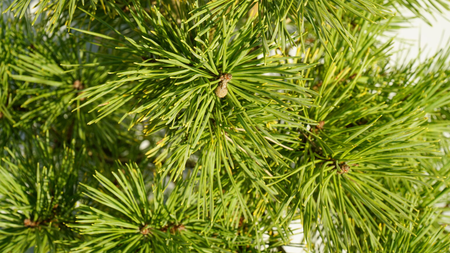 SOSNA POSPOLITA GOLD COIN Pinus sylvestris