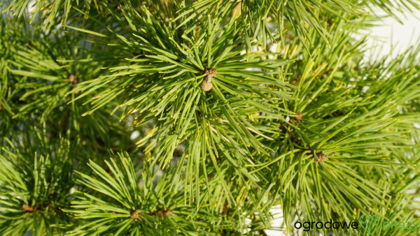 SOSNA POSPOLITA GOLD COIN Pinus sylvestris