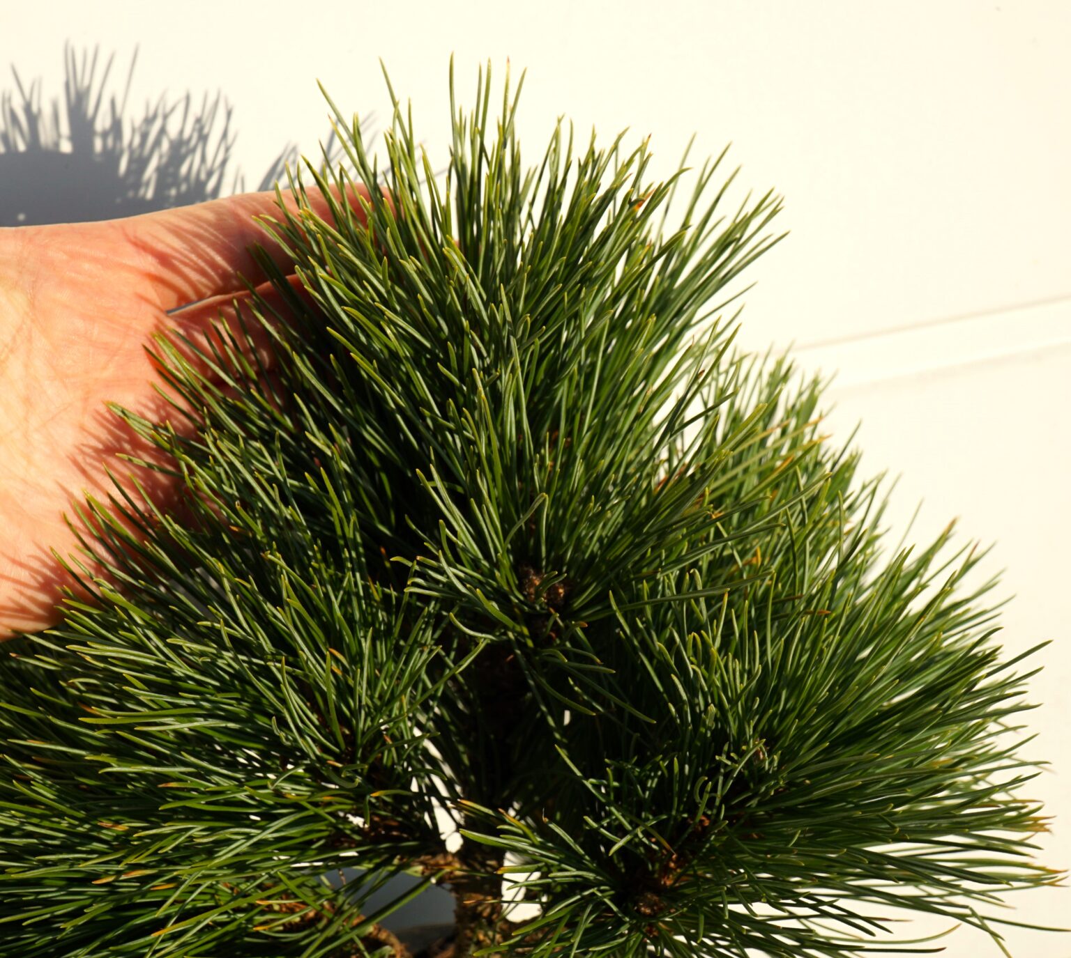 SOSNA RUMELIJSKA YUGO Pinus peuce