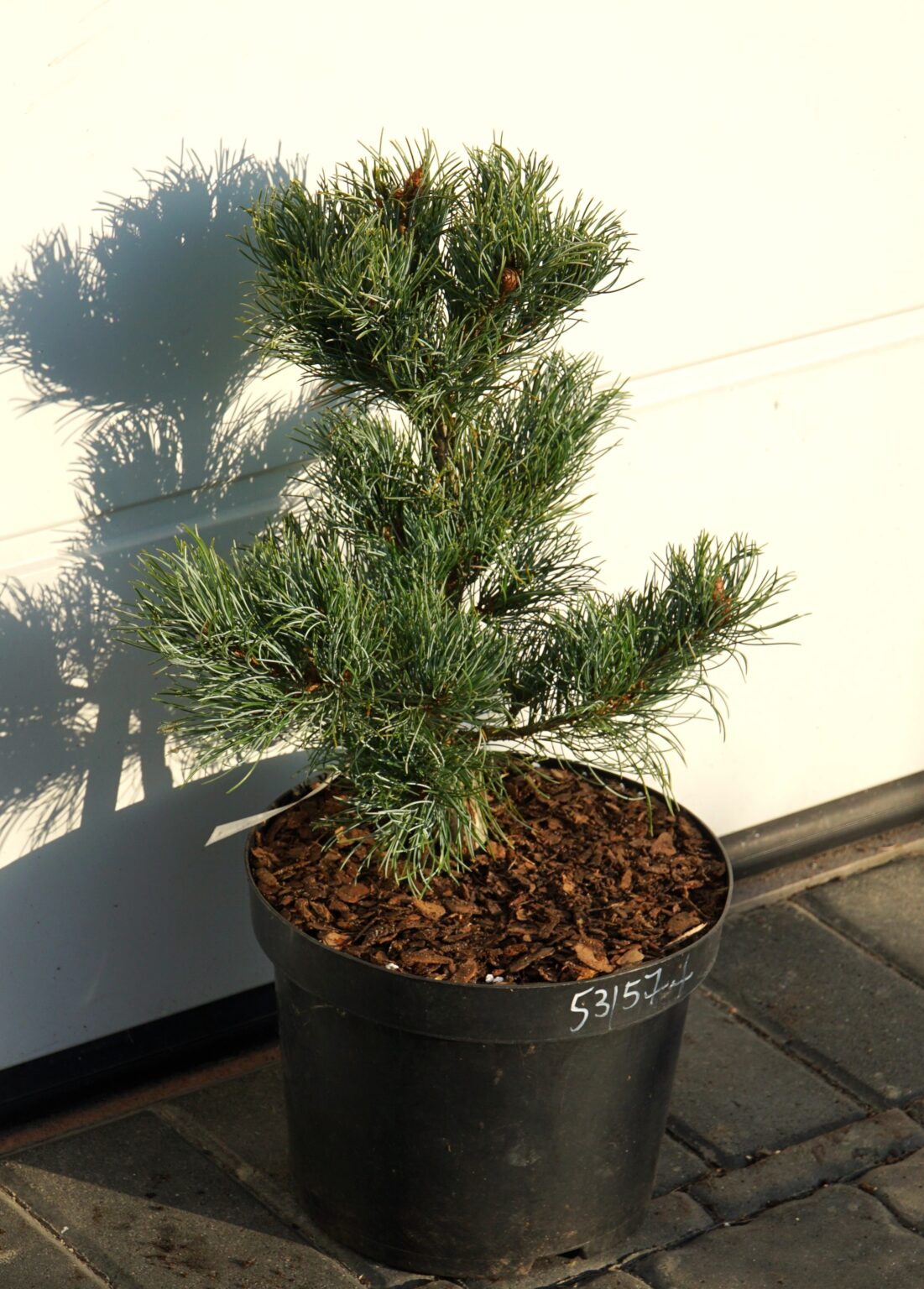 SOSNA DROBNOKWIATOWA BLUE DWARF Pinus parviflora
