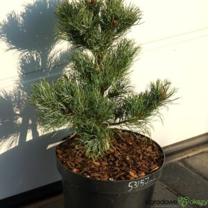 SOSNA DROBNOKWIATOWA BLUE DWARF Pinus parviflora