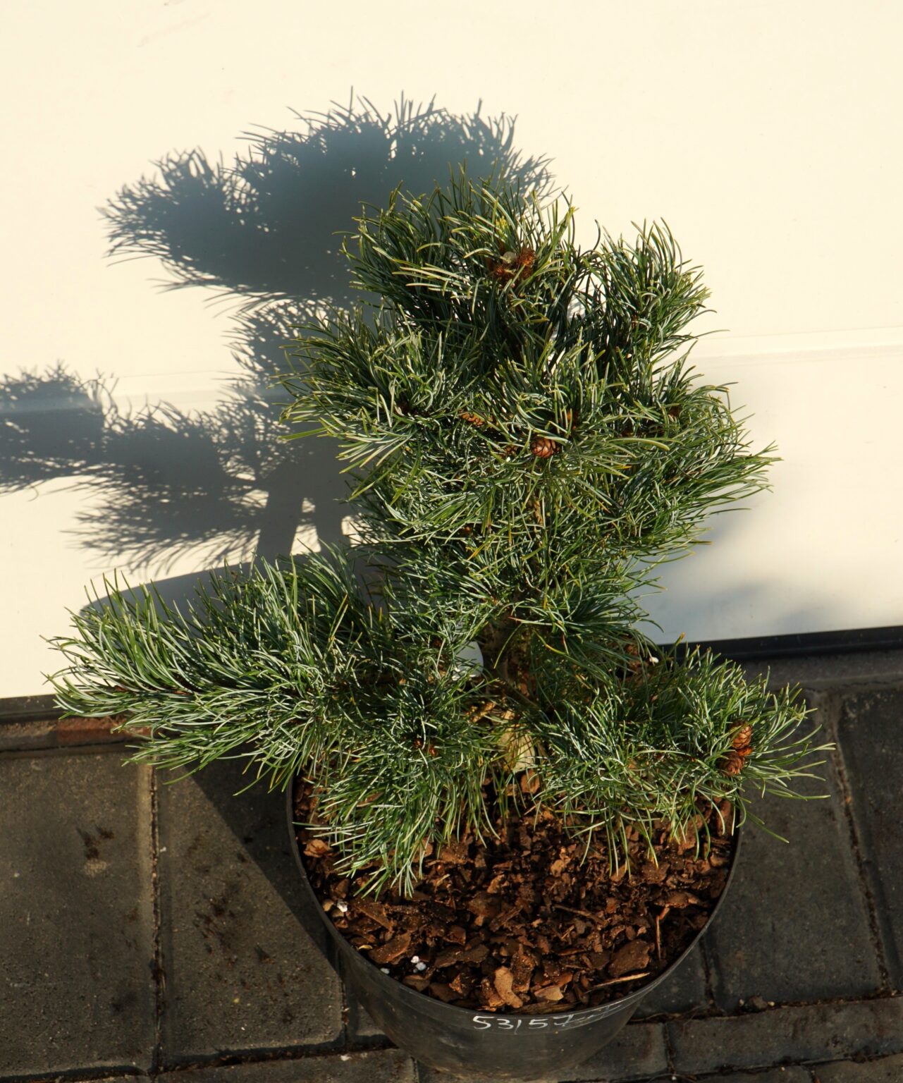 SOSNA DROBNOKWIATOWA BLUE DWARF Pinus parviflora