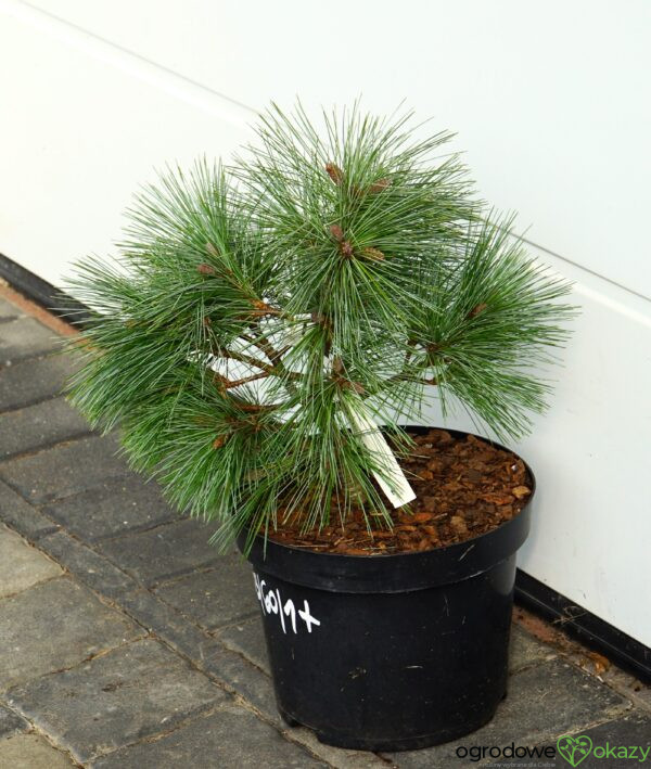 SOSNA WEJMUTKA CONNECTICUT SLATE Pinus strobus