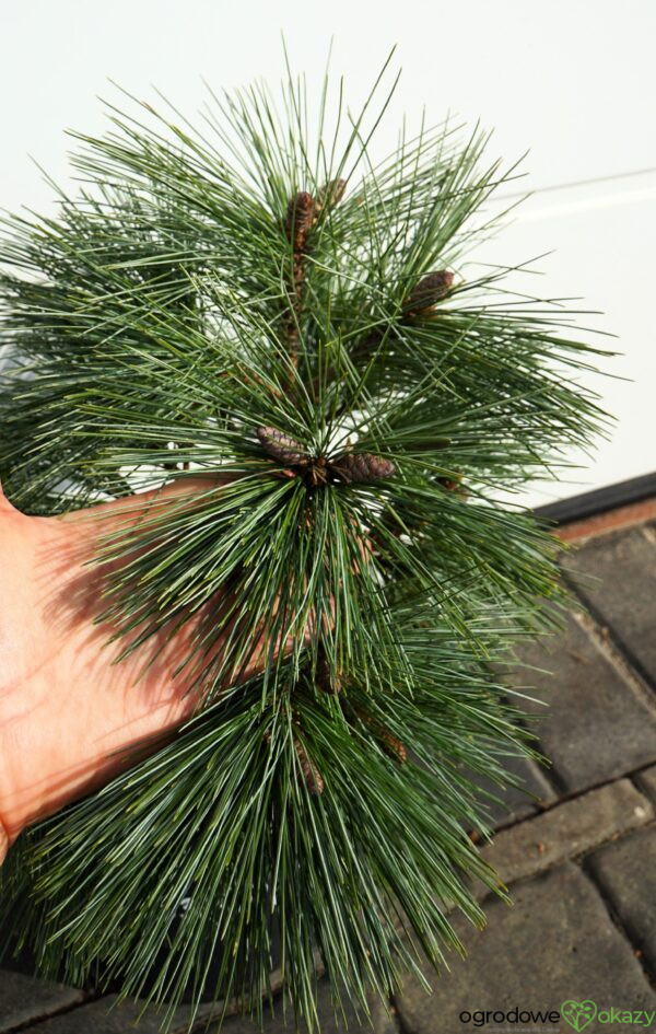 SOSNA WEJMUTKA CONNECTICUT SLATE Pinus strobus