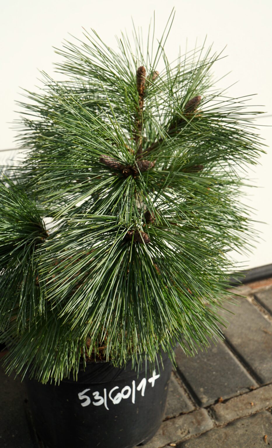 SOSNA WEJMUTKA CONNECTICUT SLATE Pinus strobus