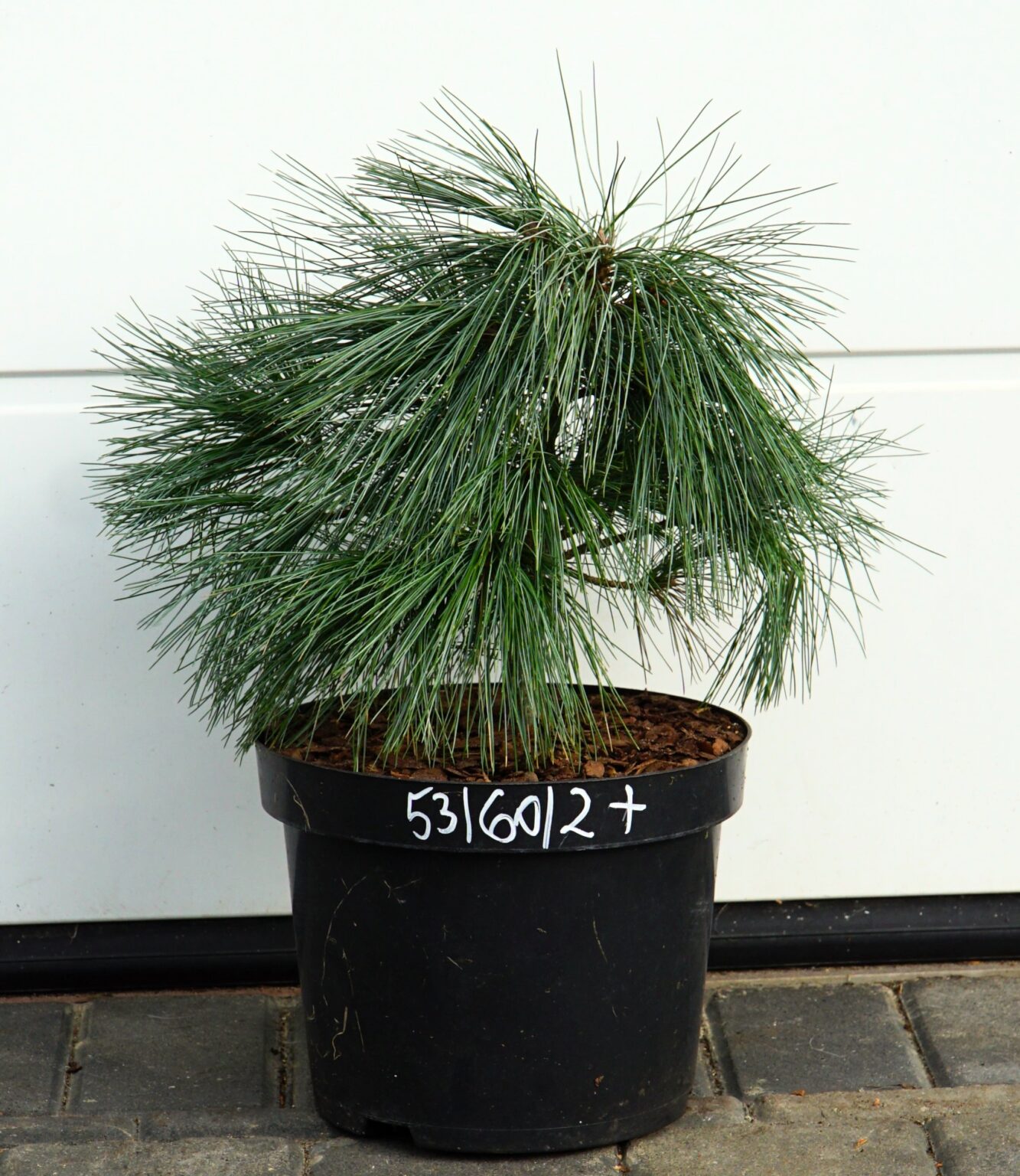 SOSNA WEJMUTKA CONNECTICUT SLATE Pinus strobus