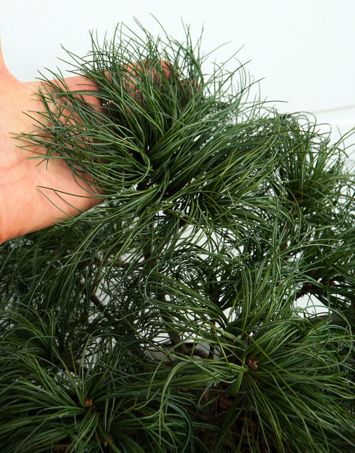 SOSNA WEJMUTKA MINI TWISTS Pinus strobus