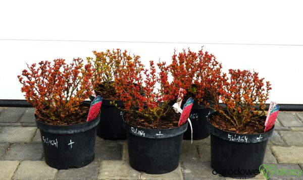 BERBERYS THUNBERGA RUBY STAR PBR Berberis thunbergii