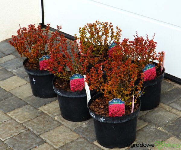 BERBERYS THUNBERGA RUBY STAR PBR Berberis thunbergii