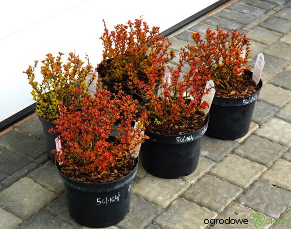 BERBERYS THUNBERGA RUBY STAR PBR Berberis thunbergii