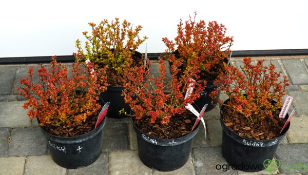 BERBERYS THUNBERGA RUBY STAR PBR Berberis thunbergii