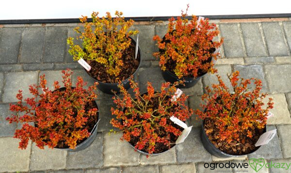 BERBERYS THUNBERGA RUBY STAR PBR Berberis thunbergii