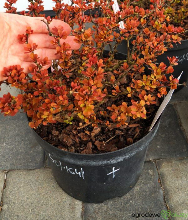 BERBERYS THUNBERGA RUBY STAR PBR Berberis thunbergii