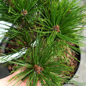 SOSNA CHIŃSKA JIUZHAIGOU VALLEY Pinus tabuliformis