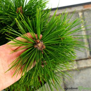 SOSNA CHIŃSKA JIUZHAIGOU VALLEY Pinus tabuliformis