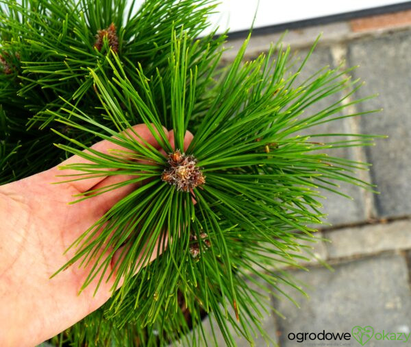 SOSNA CHIŃSKA JIUZHAIGOU VALLEY Pinus tabuliformis