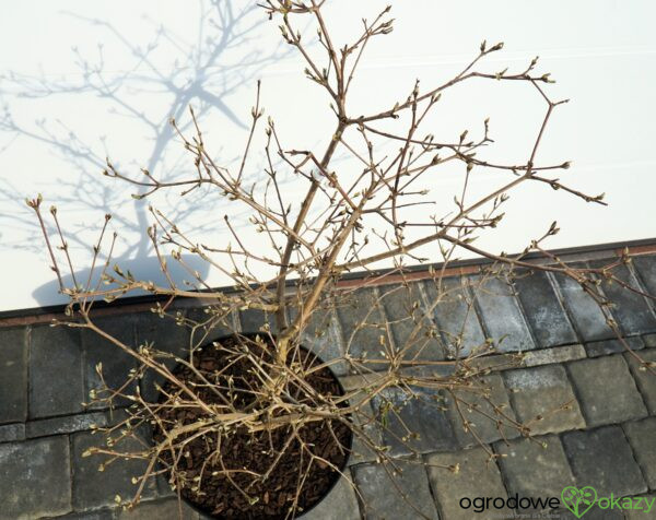 KALINA JAPOŃSKA WATANABE Viburnum plicatum