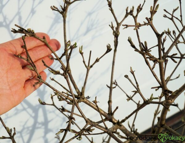 KALINA JAPOŃSKA WATANABE Viburnum plicatum