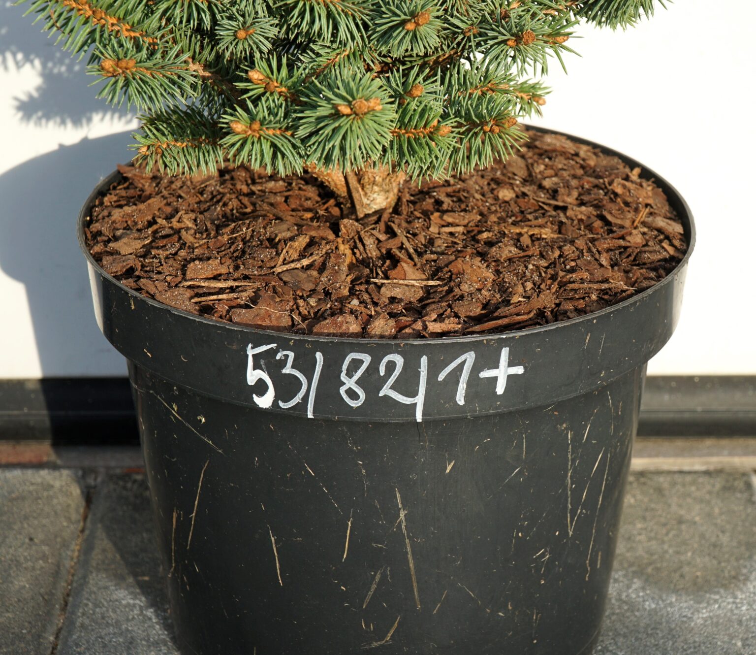 ŚWIERK KŁUJĄCY ROUNDABOUT Picea pungens