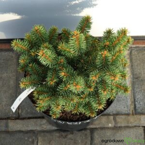 ŚWIERK KŁUJĄCY ROUNDABOUT Picea pungens
