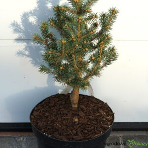 ŚWIERK KŁUJĄCY SCOTTIE Picea pungens
