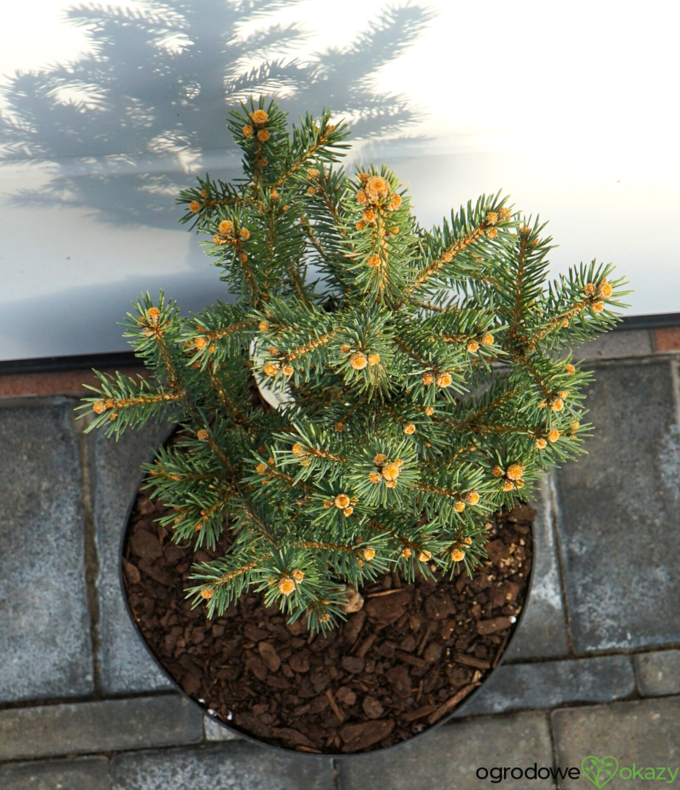 ŚWIERK KŁUJĄCY SCOTTIE Picea pungens