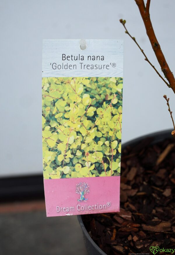 BRZOZA KARŁOWATA GOLDEN TREASURE PBR Betula nana