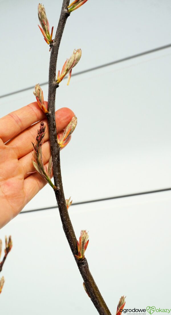 ŚWIDOŚLIWA LAMARCKA Amelanchier lamarckii - WIELOPNIOWA - LASEK