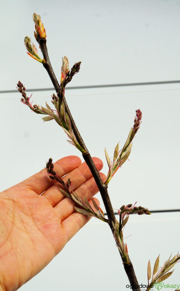 ŚWIDOŚLIWA LAMARCKA Amelanchier lamarckii - WIELOPNIOWA - LASEK