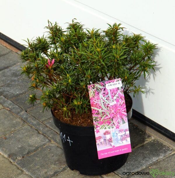 AZALIA STAR STYLE PINK PBR Rhododendron