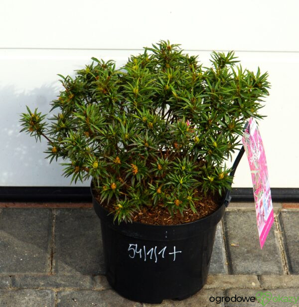 AZALIA STAR STYLE PINK PBR Rhododendron