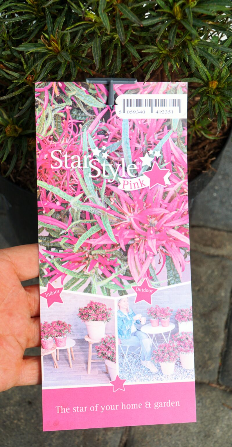 AZALIA STAR STYLE PINK PBR Rhododendron