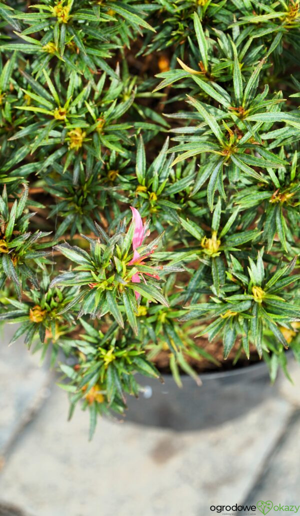 AZALIA STAR STYLE PINK PBR Rhododendron