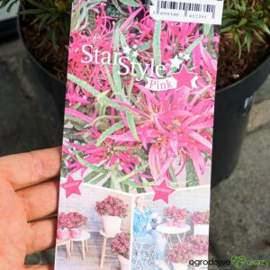 AZALIA STAR STYLE PINK PBR Rhododendron
