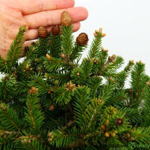 ŚWIERK POSPOLITY PUSCH Picea abies