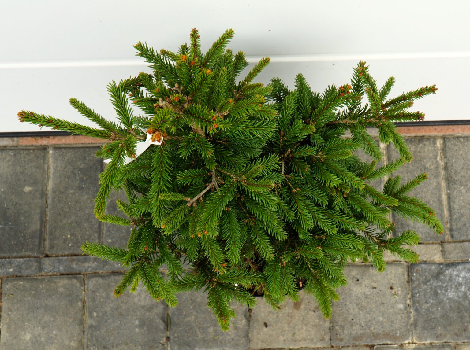 ŚWIERK POSPOLITY RYDAL Picea abies