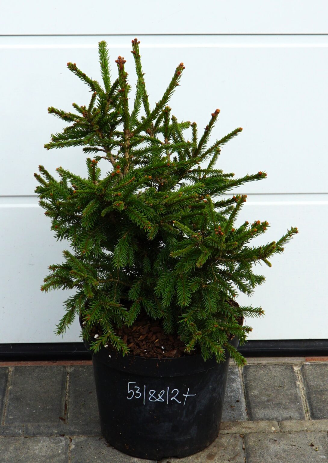 ŚWIERK POSPOLITY RYDAL Picea abies