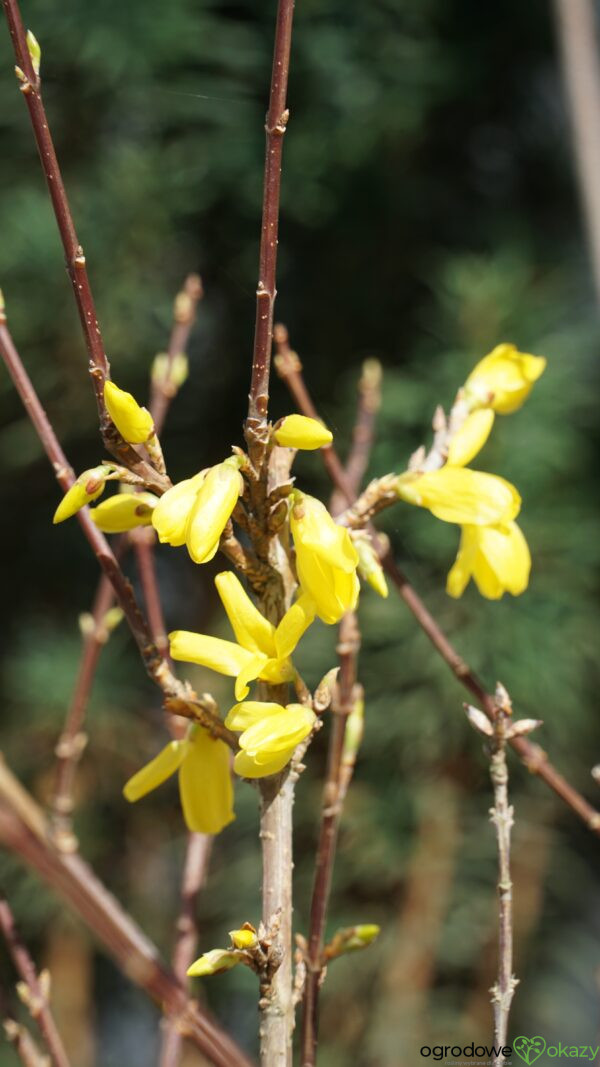 FORSYCJA ZIELONA KUMSON Forsythia viridissima