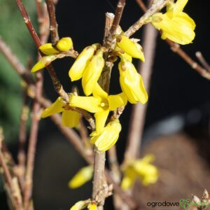 FORSYCJA ZIELONA KUMSON Forsythia viridissima