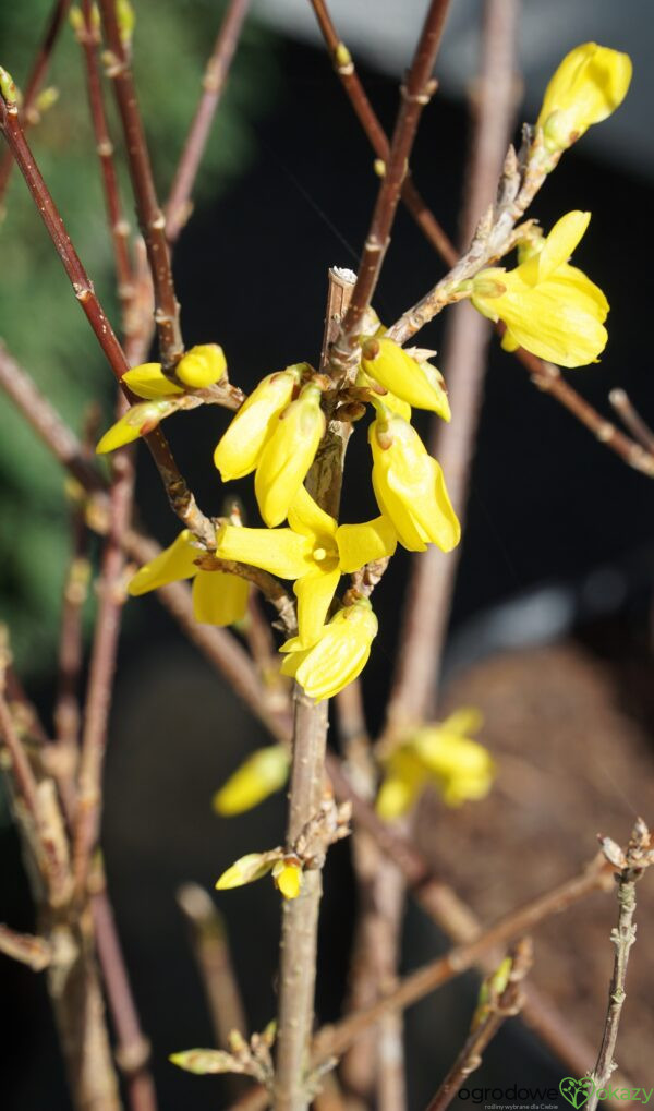 FORSYCJA ZIELONA KUMSON Forsythia viridissima