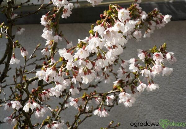 WIŚNIA WCZESNA KOJOU-NO-MAI Prunus incisa