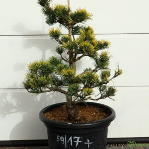 SOSNA DROBNOKWIATOWA FUKAI Pinus parviflora