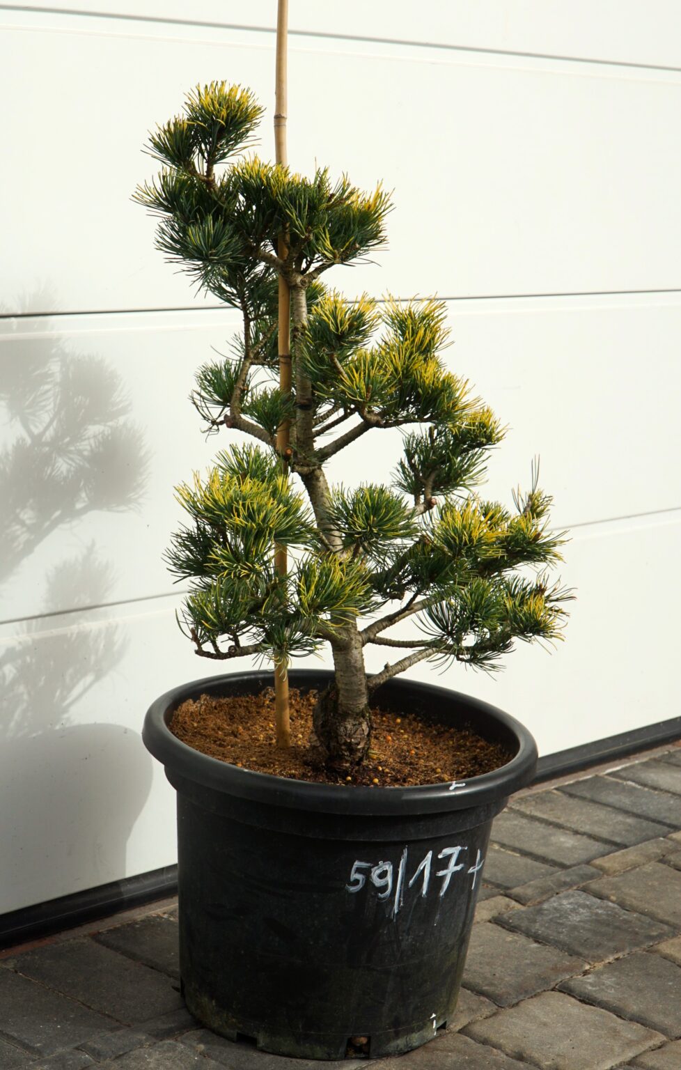 SOSNA DROBNOKWIATOWA FUKAI Pinus parviflora